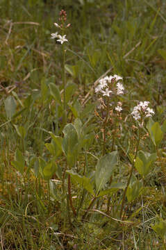 Image of bogbean