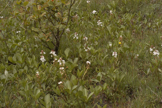 Image of bogbean