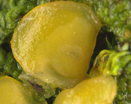 Image of dimerella lichen