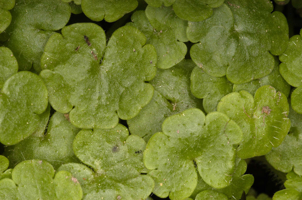 Sibthorpia europaea L. resmi