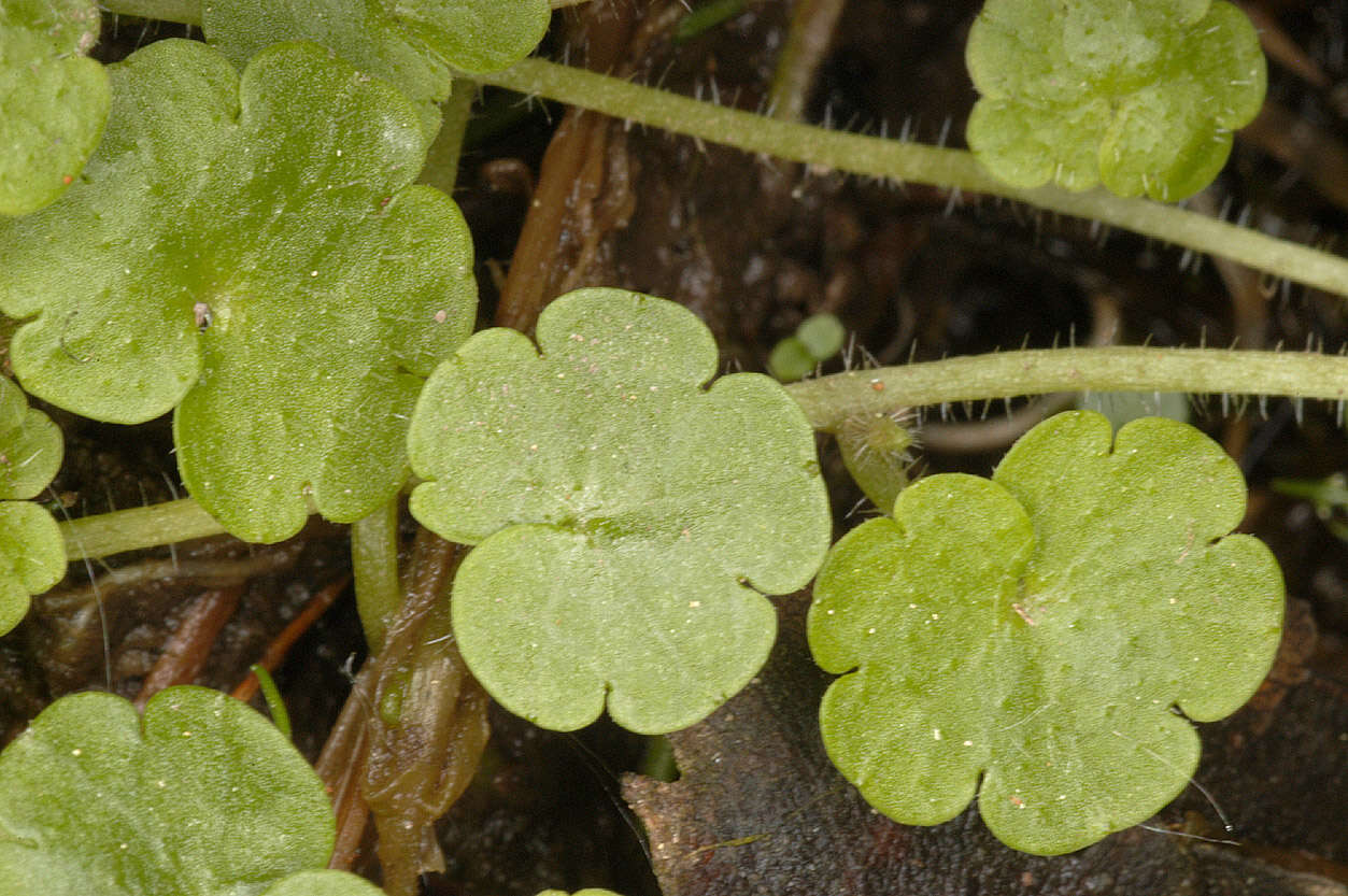 Sibthorpia europaea L. resmi