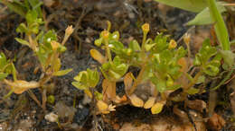 Image of Montia fontana subsp. amporitana Sennen