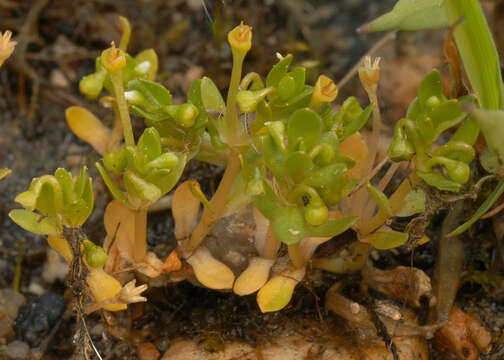 Image of Montia fontana subsp. amporitana Sennen