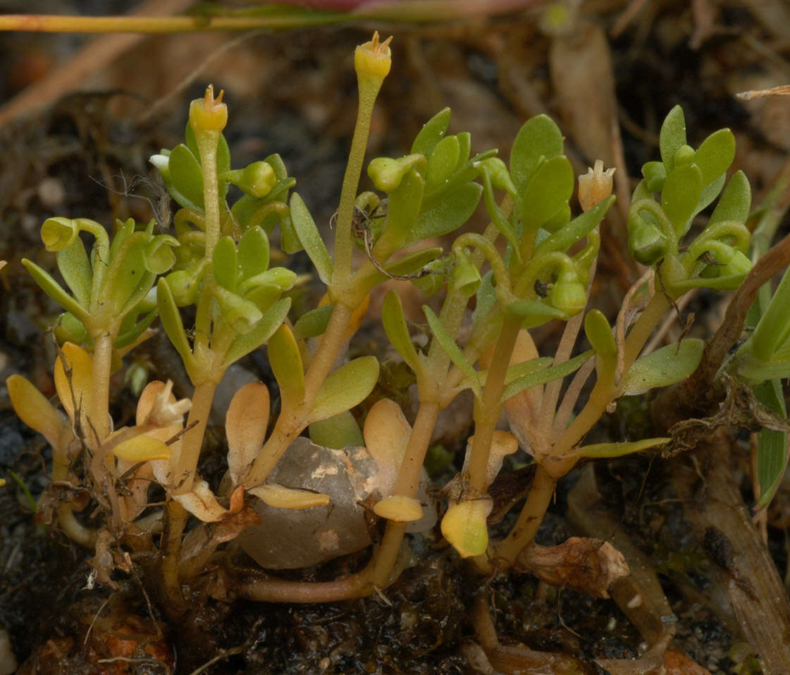 Image of Montia fontana subsp. amporitana Sennen