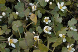 Ranunculus omiophyllus Ten.的圖片