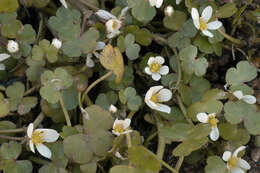 Ranunculus omiophyllus Ten.的圖片