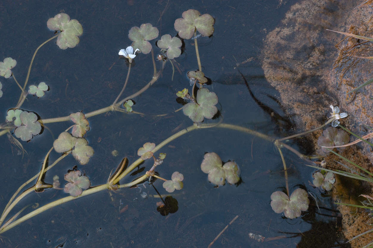 Ranunculus omiophyllus Ten.的圖片