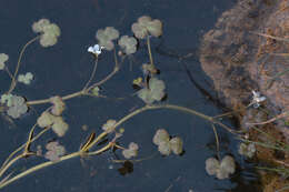 Ranunculus omiophyllus Ten.的圖片