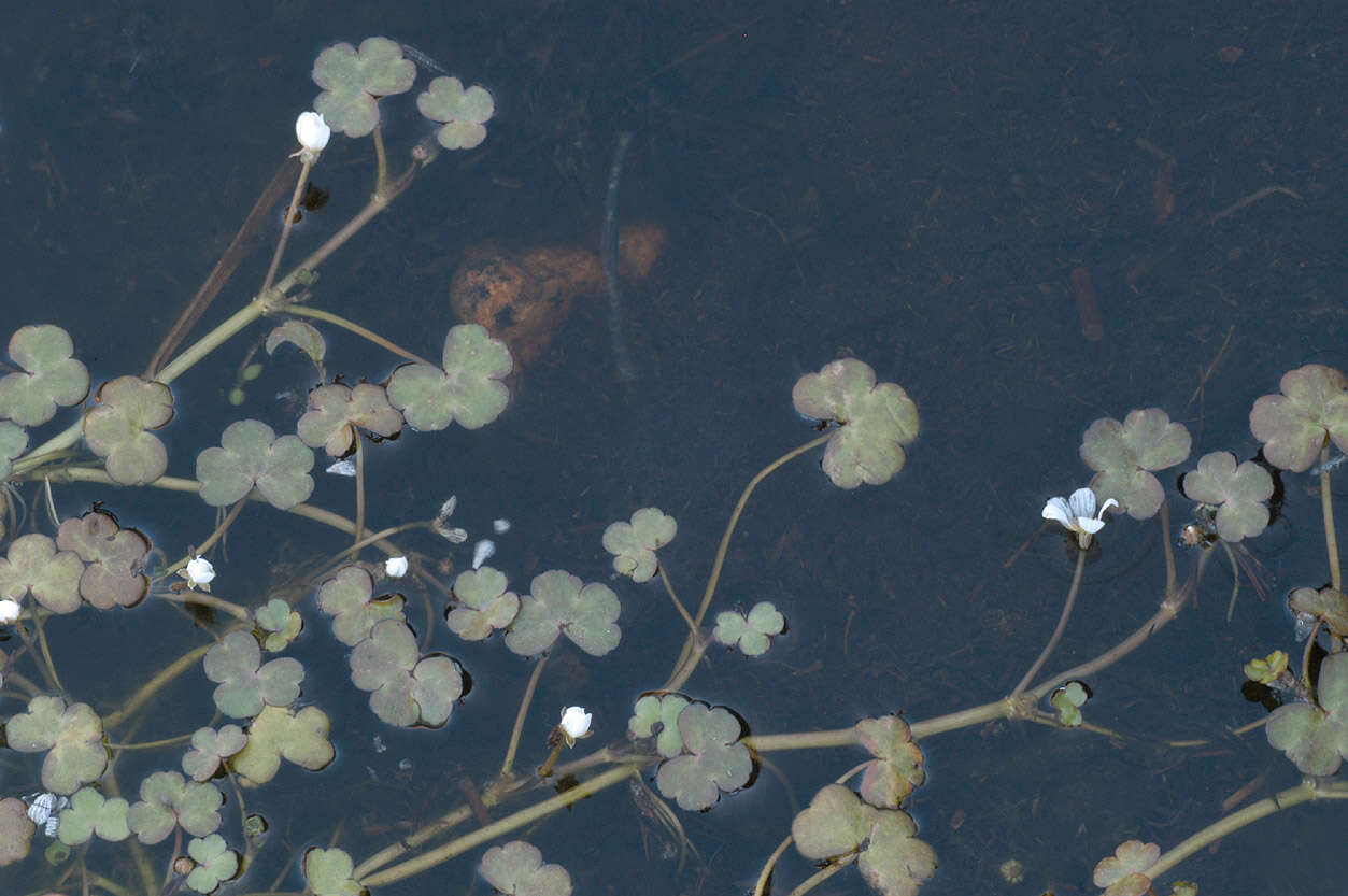 Ranunculus omiophyllus Ten.的圖片