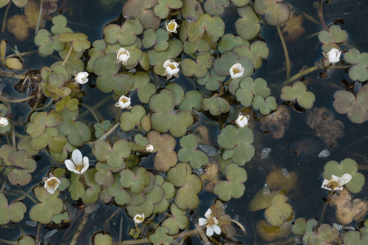 Ranunculus omiophyllus Ten.的圖片