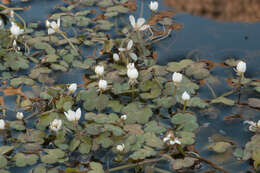 Ranunculus omiophyllus Ten.的圖片