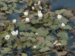 Ranunculus omiophyllus Ten.的圖片