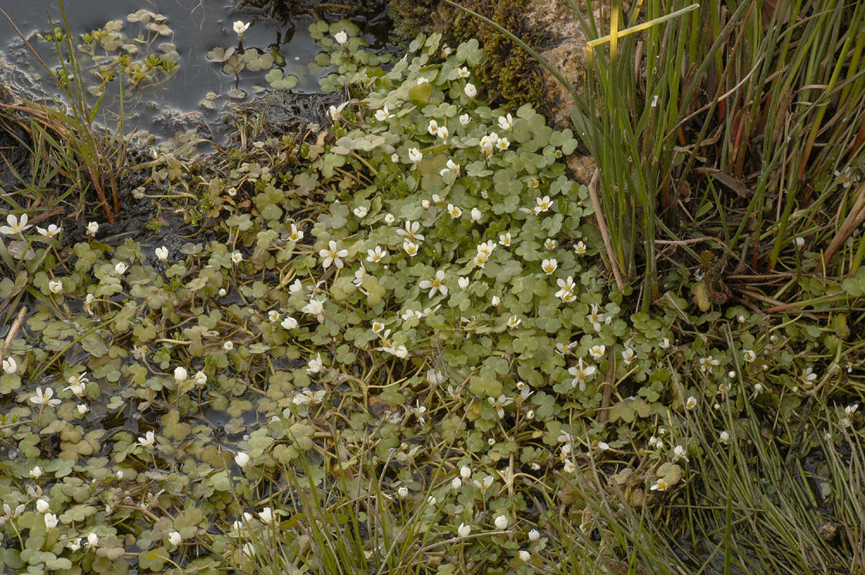 Ranunculus omiophyllus Ten.的圖片