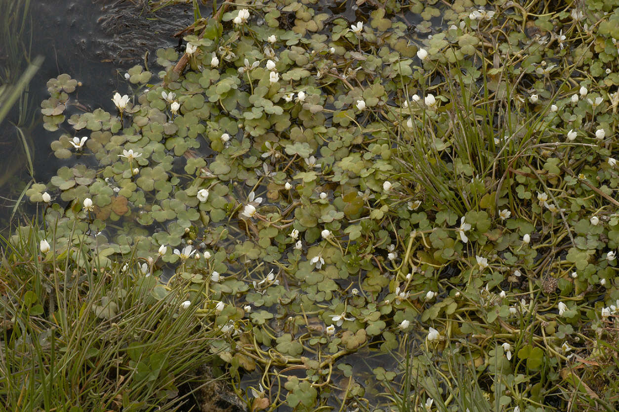 Ranunculus omiophyllus Ten.的圖片