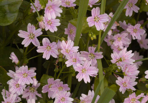 Image of Siberian springbeauty