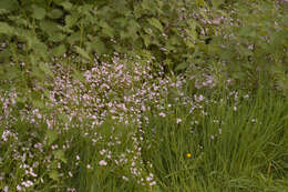 Image of Siberian springbeauty