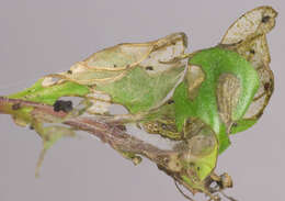 Image of Mint moth