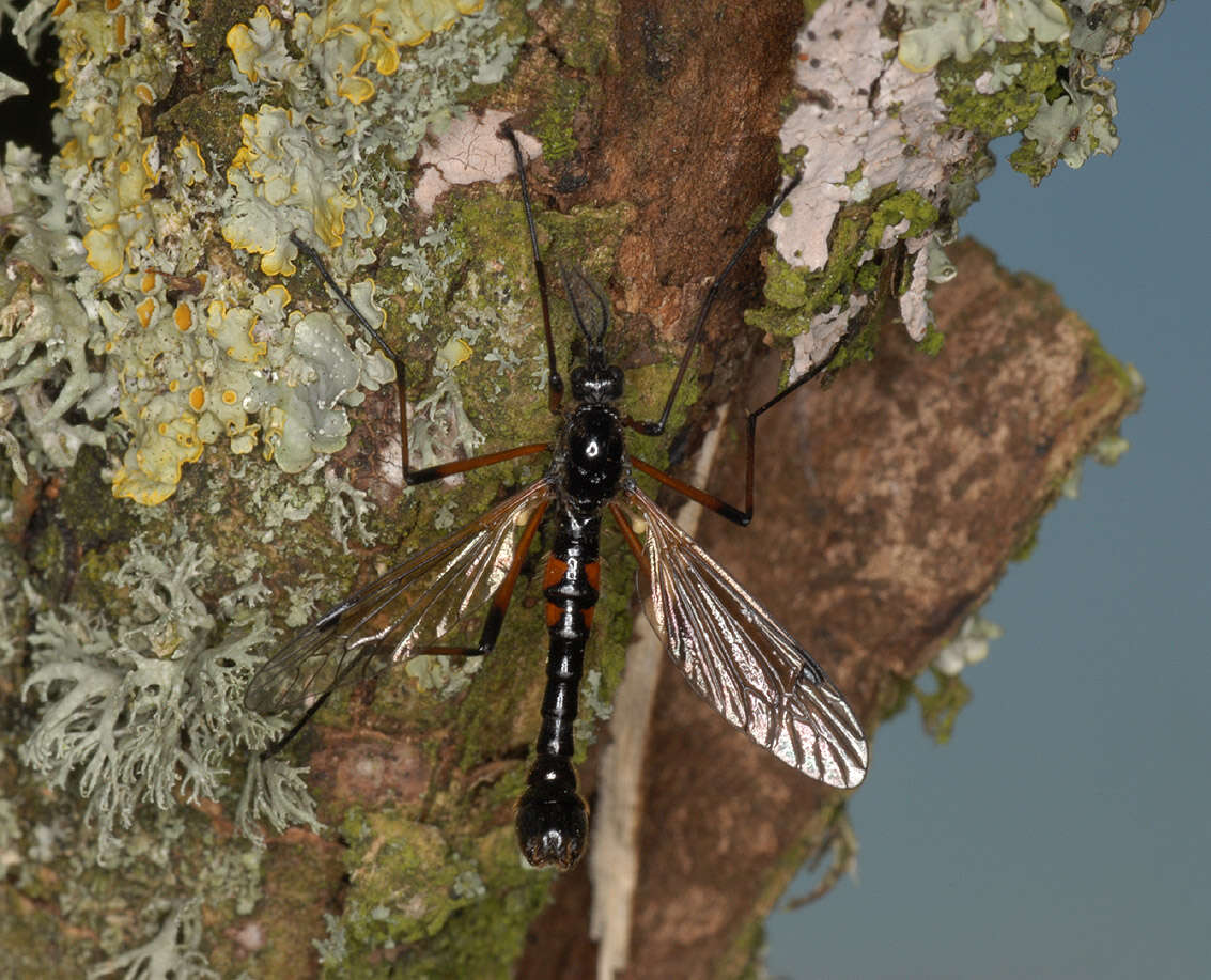 Image of Tanyptera (Tanyptera) nigricornis (Meigen 1818)