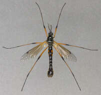 Image of Tanyptera (Tanyptera) nigricornis (Meigen 1818)