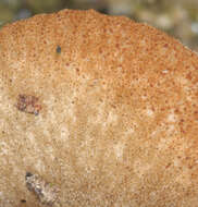 Image of Simocybe haustellaris (Fr.) Watling 1981