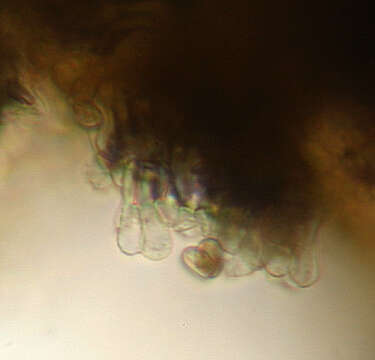 Image of Simocybe haustellaris (Fr.) Watling 1981