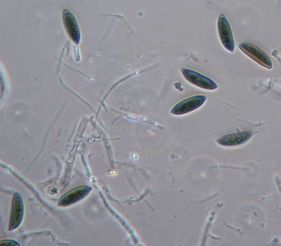 صورة Rosellinia britannica L. E. Petrini, Petrini & S. M. Francis 1989