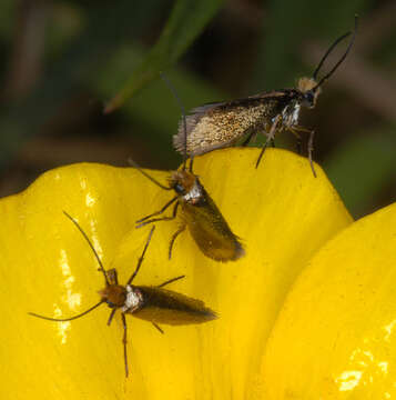 Image of marsh marygold moth