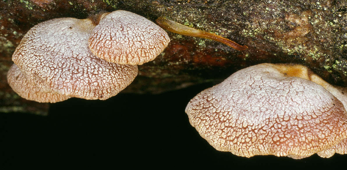 Image of Panellus stipticus (Bull.) P. Karst. 1879