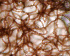 Image of Arcyria denudata