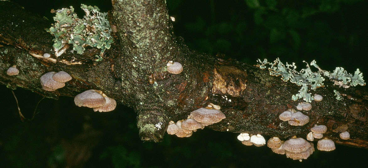 Image of Panellus stipticus (Bull.) P. Karst. 1879