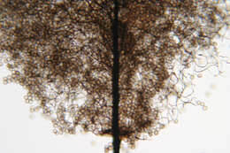Image of Comatricha nigra