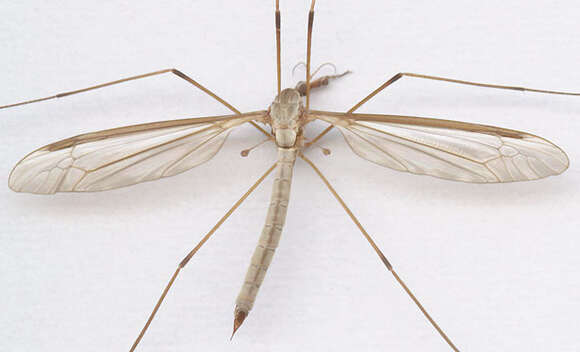 Image of Marsh crane fly