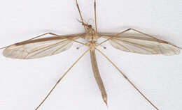 Image of Marsh crane fly