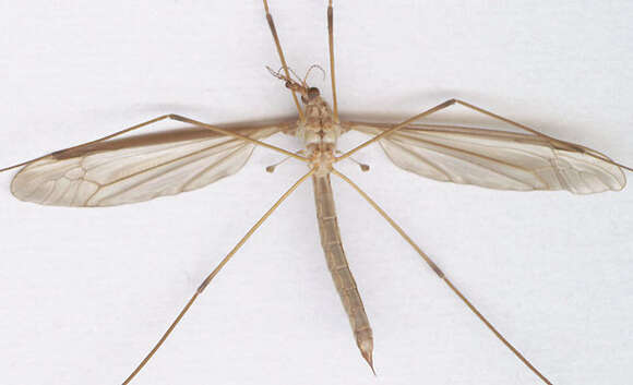 Image of Marsh crane fly