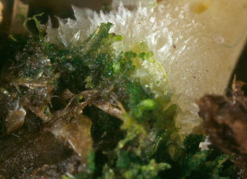 صورة Lichenomphalia umbellifera (L.) Redhead, Lutzoni, Moncalvo & Vilgalys 2002