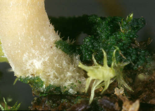 صورة Lichenomphalia umbellifera (L.) Redhead, Lutzoni, Moncalvo & Vilgalys 2002