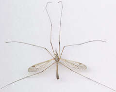 Image of Tipula (Pterelachisus) submarmorata Schummel 1833