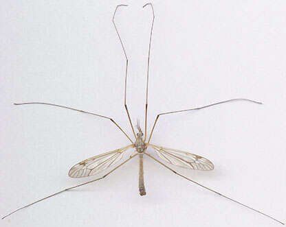 Image of Tipula (Pterelachisus) submarmorata Schummel 1833