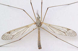 Image of Tipula (Pterelachisus) submarmorata Schummel 1833