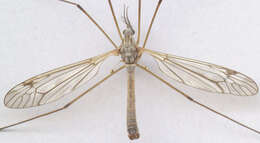 Image of Tipula (Pterelachisus) submarmorata Schummel 1833