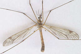 Image of Tipula (Pterelachisus) submarmorata Schummel 1833