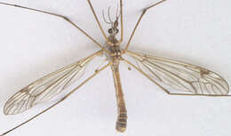 Image of Tipula (Pterelachisus) submarmorata Schummel 1833