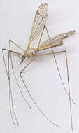 Image of Tipula (Pterelachisus) submarmorata Schummel 1833