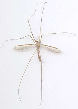 Image of Marsh crane fly