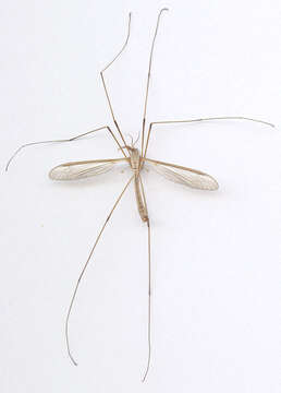 Image of Marsh crane fly