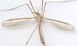 Image of Marsh crane fly