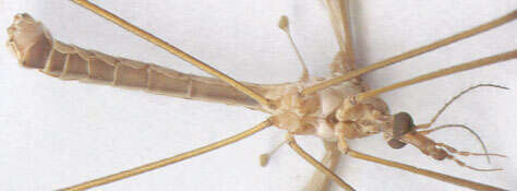 Image of Marsh crane fly