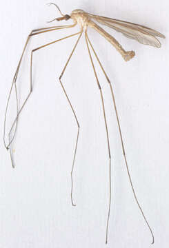 Image of Marsh crane fly