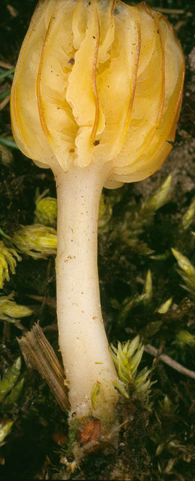 Image of Lichenomphalia umbellifera (L.) Redhead, Lutzoni, Moncalvo & Vilgalys 2002