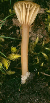 Image of Lichenomphalia umbellifera (L.) Redhead, Lutzoni, Moncalvo & Vilgalys 2002